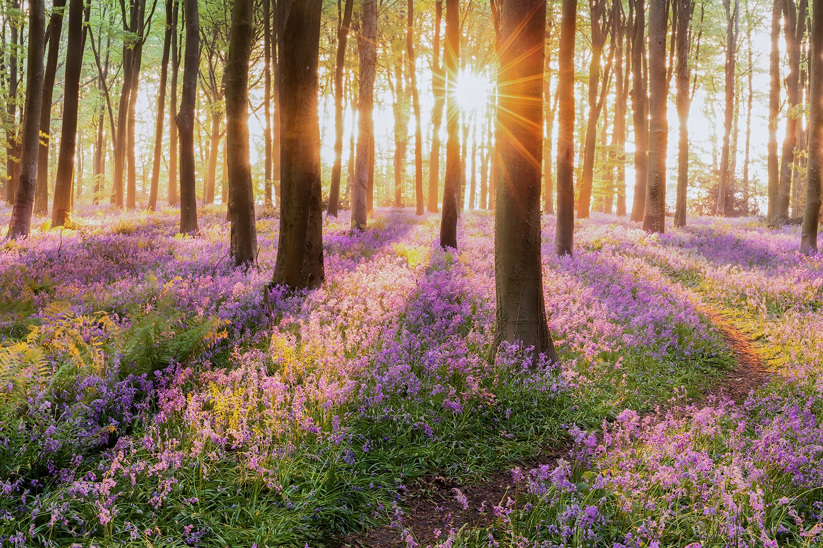 a wooded scene