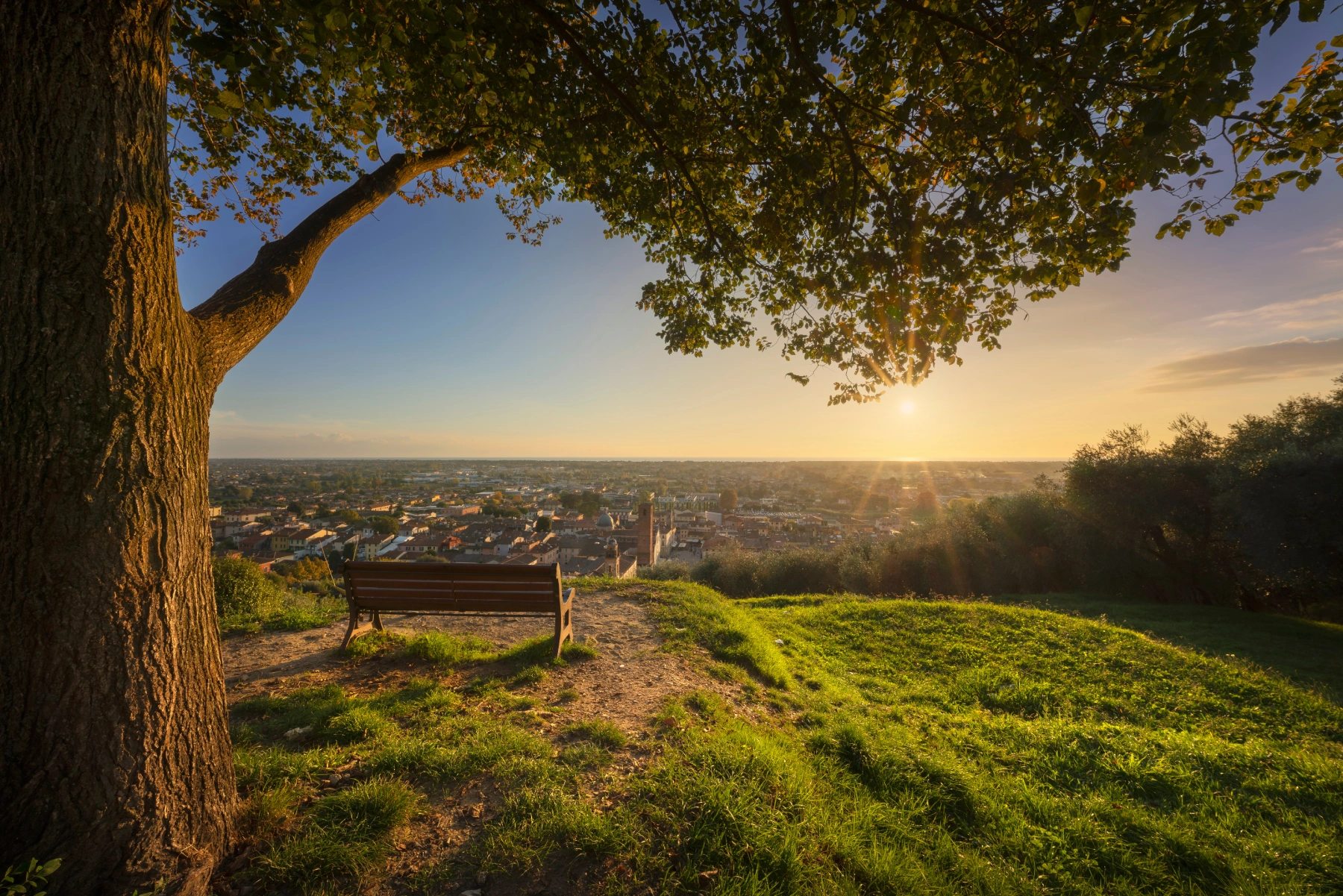 bench-tree-hilltop